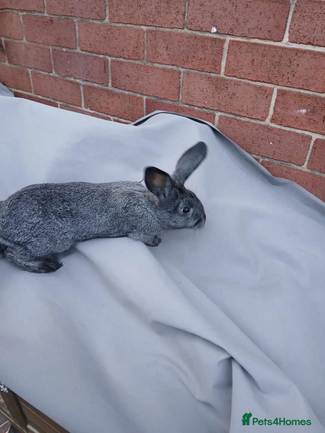 Mixed Breed rabbits for sale: Baby bunnies Dutch cross lop  - Advert 1