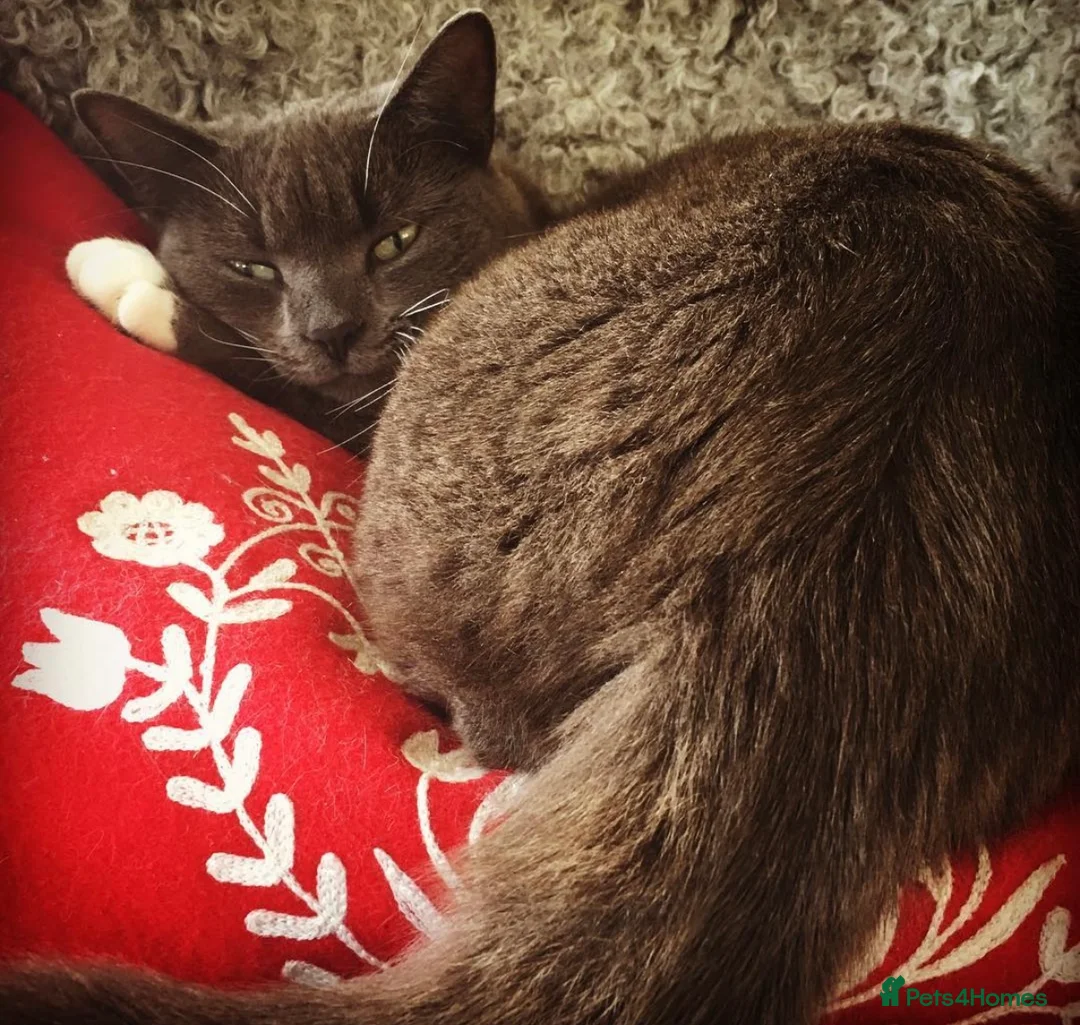 Mixed Breed cats for sale: Retirement home for beautiful grey girl  - Advert 3