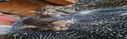 Mixed Breed cats for sale: 3 beautiful gray tabby kittens  in Doncaster - Advert 6