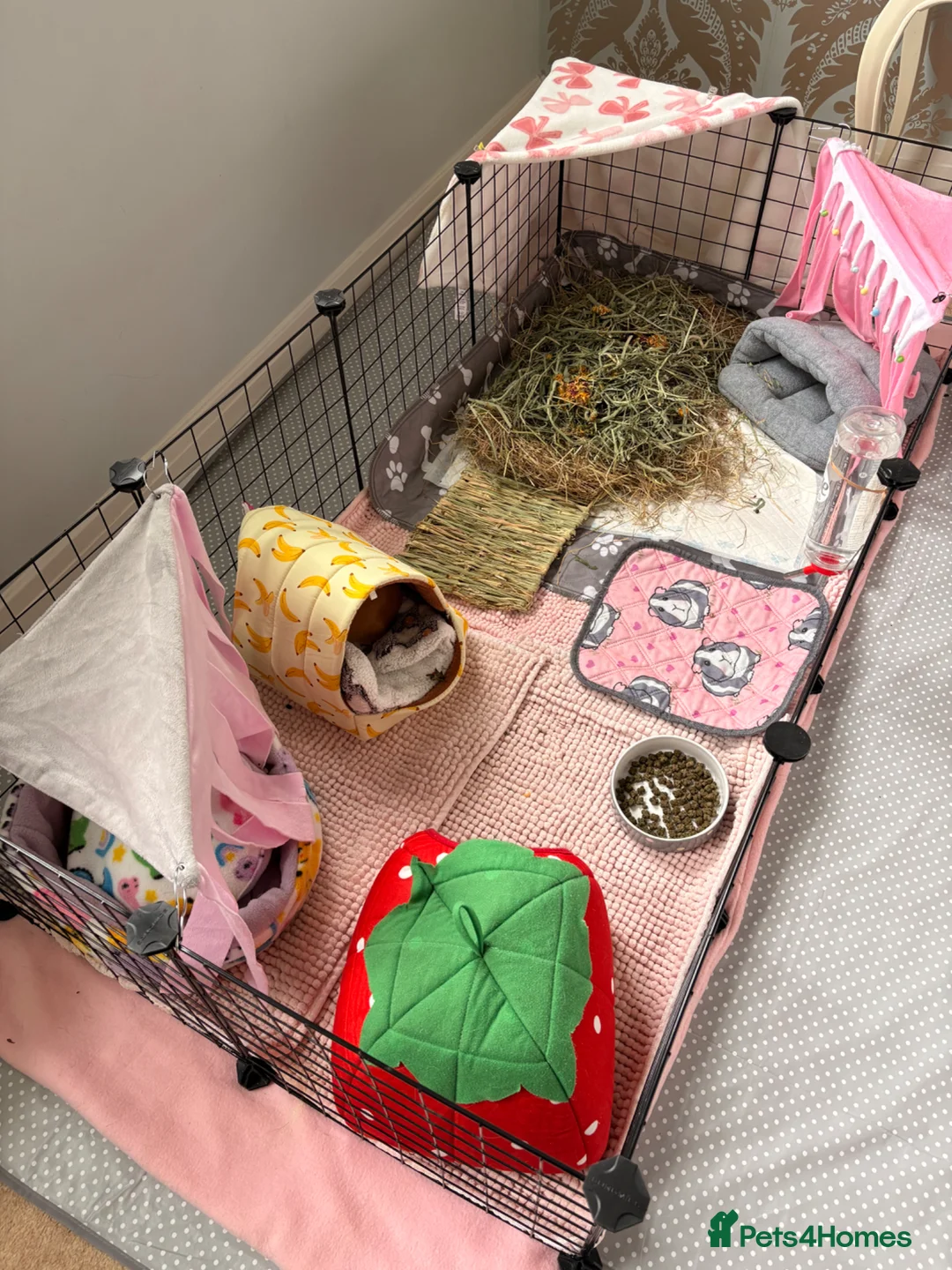 Guinea Pig rodents for sale: Beautiful Female Guinea Pigs - Advert 5