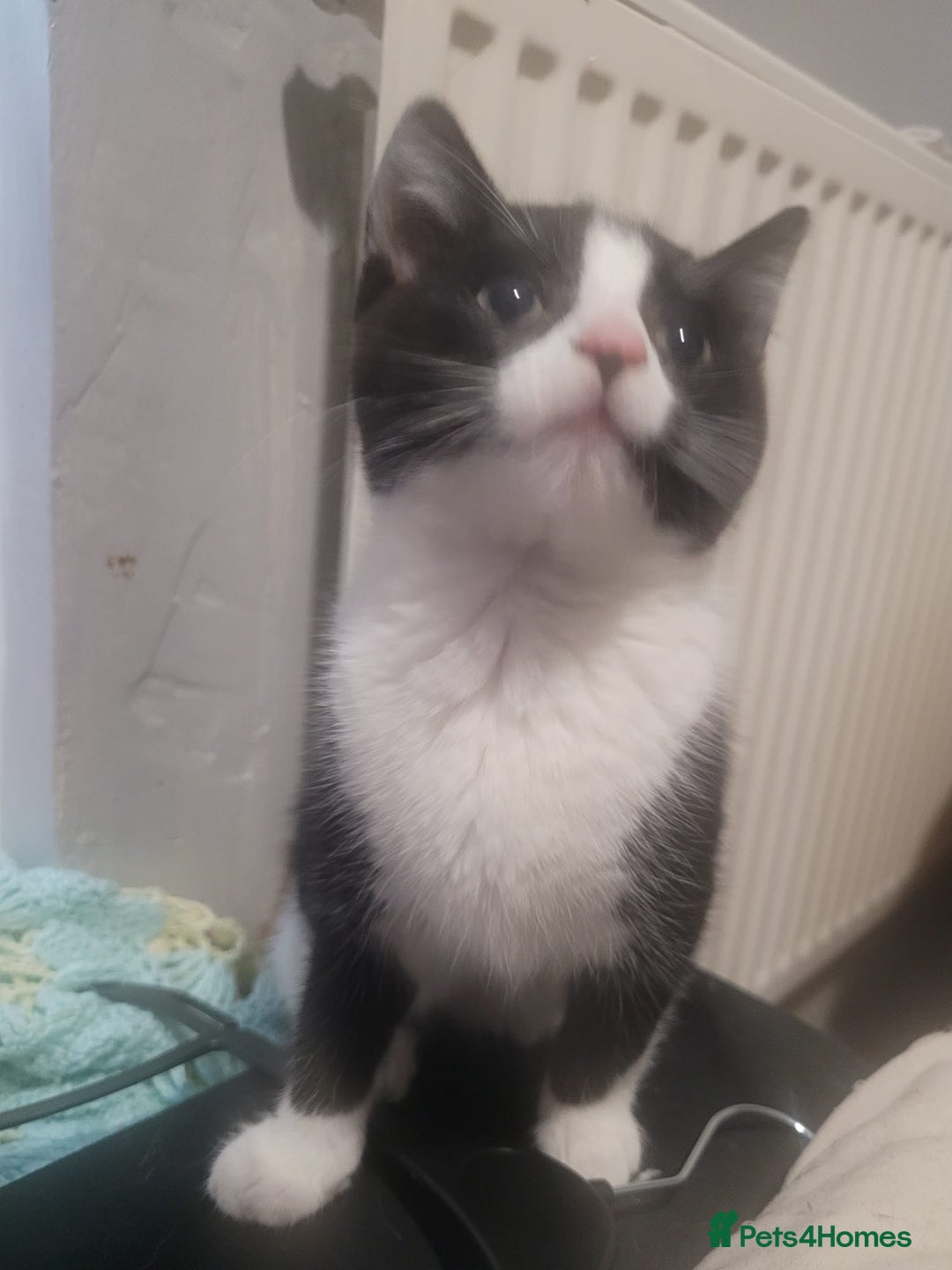 Mixed Breed cats for sale: 2 beautiful kittens - Image 2