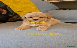 Poochon dogs for sale: Stunning F1 Toy Poochon Puppies BOYS - Image 9