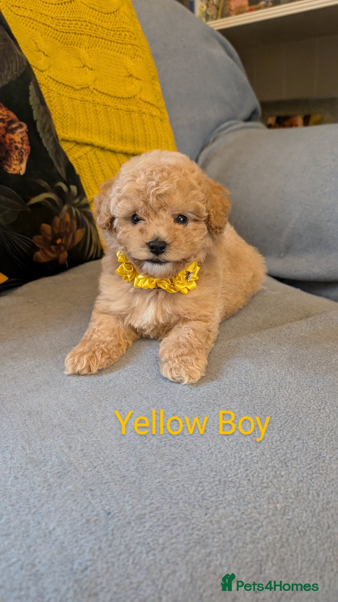 Poochon dogs for sale: Stunning F1 Toy Poochon Puppies BOYS - Image 9