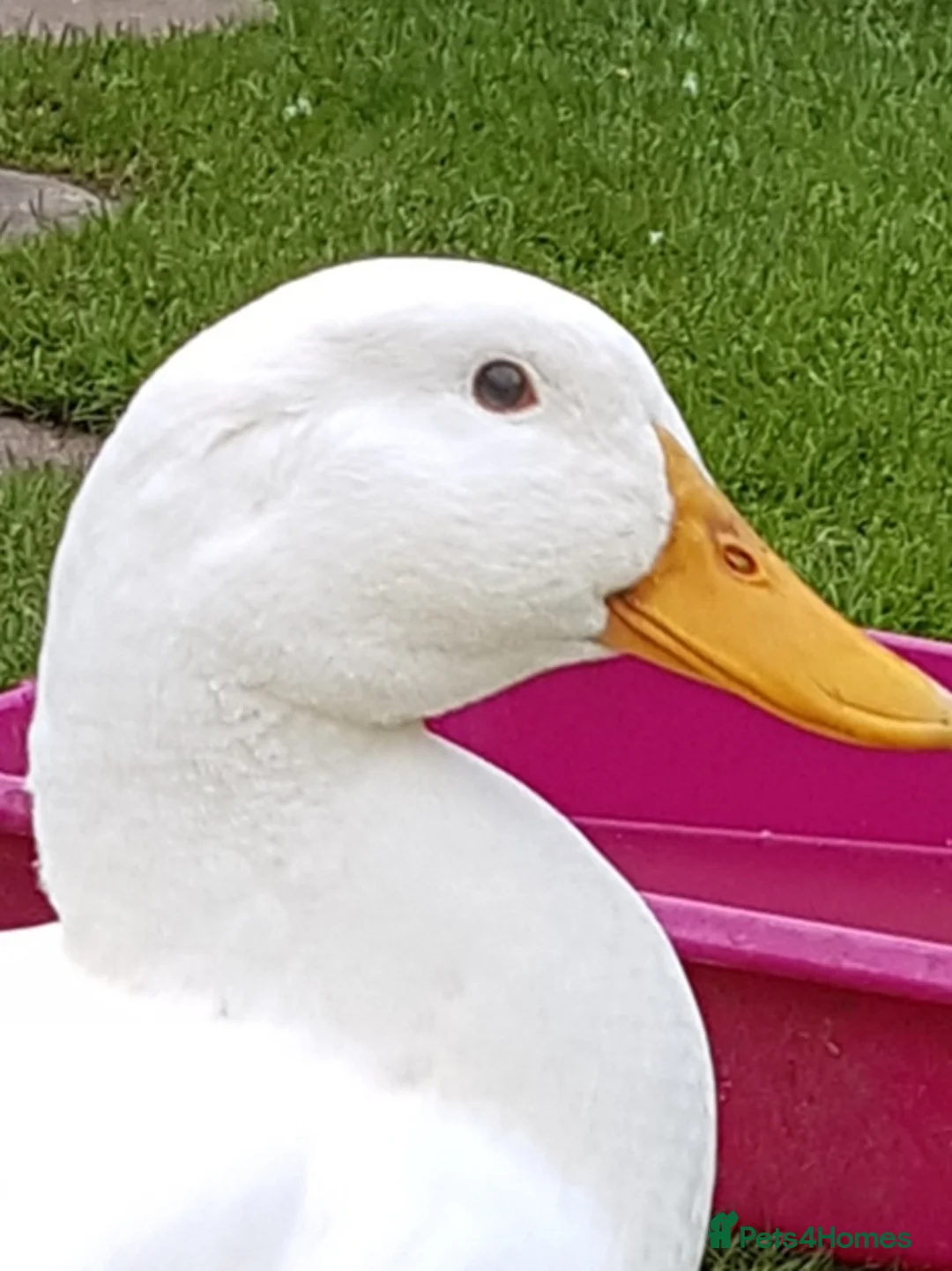 Ducks poultry for sale: Aysbury ducks in Paisley - Advert 5