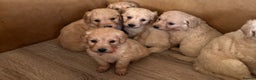 Mini Goldendoodle dogs for sale: 10 beautiful Miniature F1 GoldenDoodle puppies - Advert 17