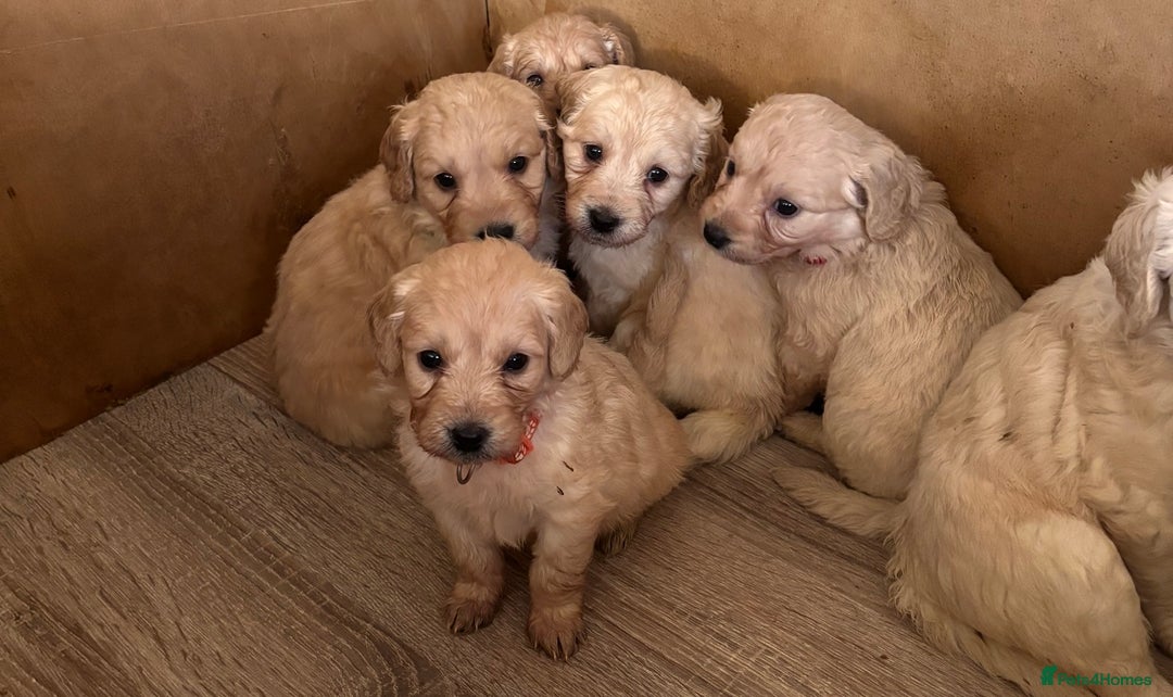 Mini Goldendoodle dogs for sale: 10 beautiful Miniature F1 GoldenDoodle puppies - Advert 17