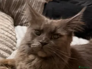 Maine Coon cats Beautiful Mainecoon girl - Advert 1