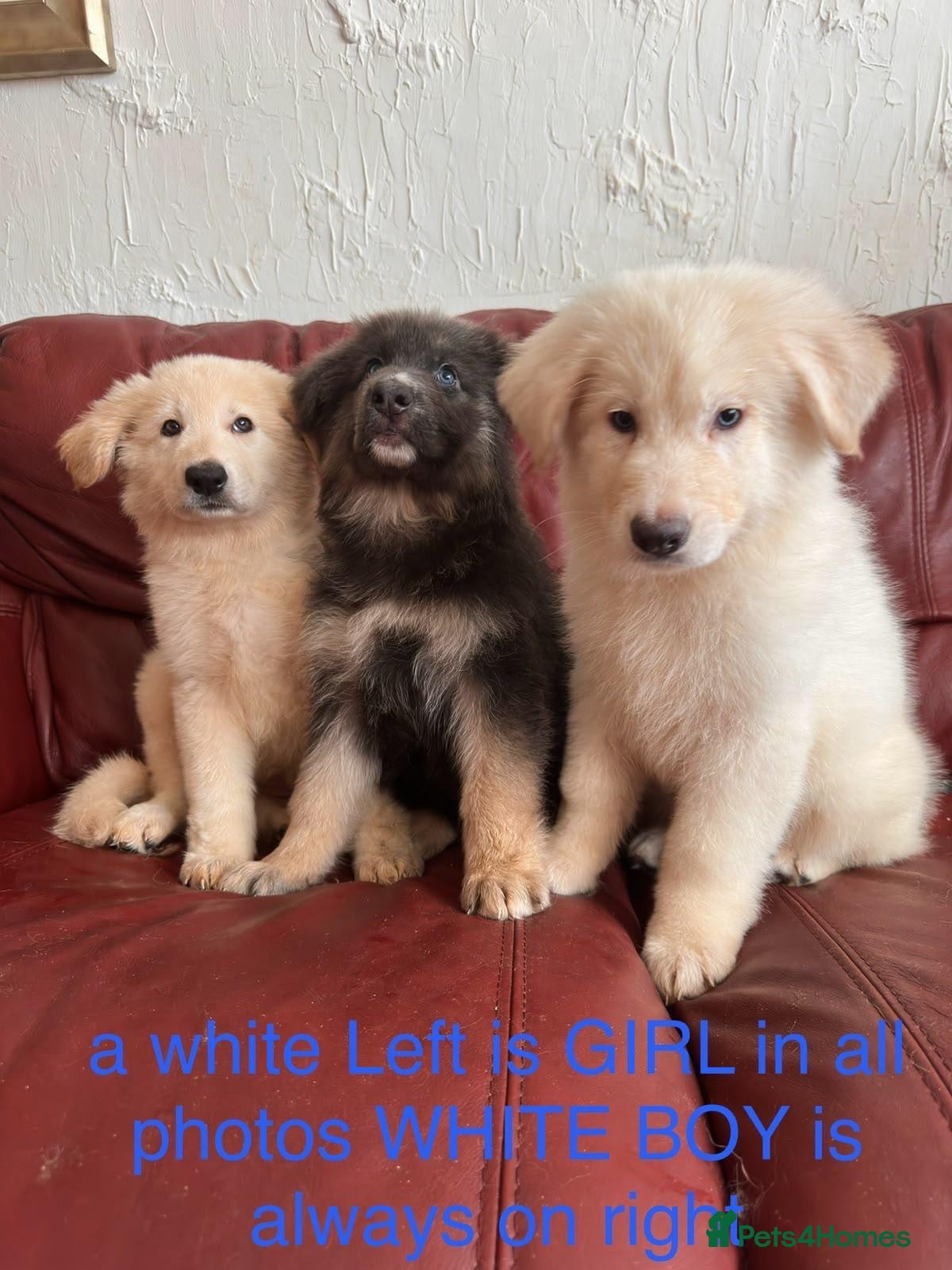 German Shepherd dogs Stunning quality GSD pups looking for new home!  - Advert 2