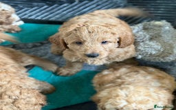 Australian Labradoodle dogs for sale: 5* Health tested Australian labradoodles  - Image 8