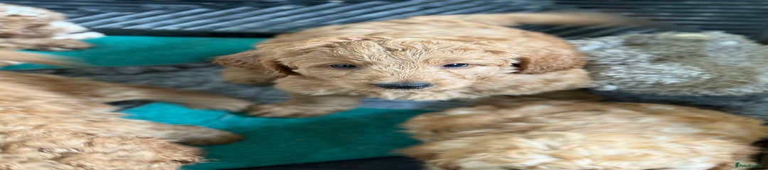 Australian Labradoodle Puppy 7