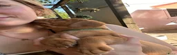 Labrador Retriever dogs for sale: READY NOW one gorgeous girl left!  - Advert 12