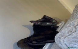 Mixed Breed cats for sale: Stunning Female Black Kitten  - Advert 10