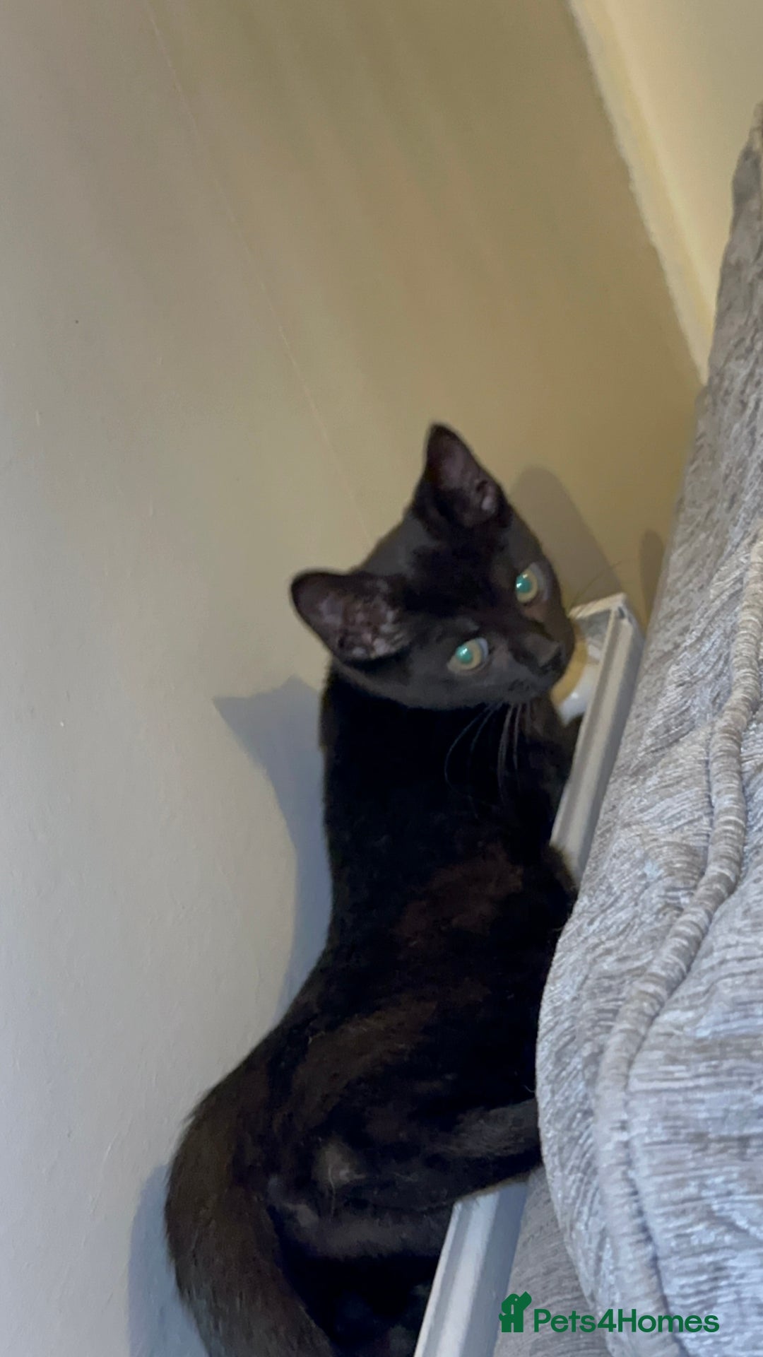 Mixed Breed cats for sale: Stunning Female Black Kitten  - Advert 10