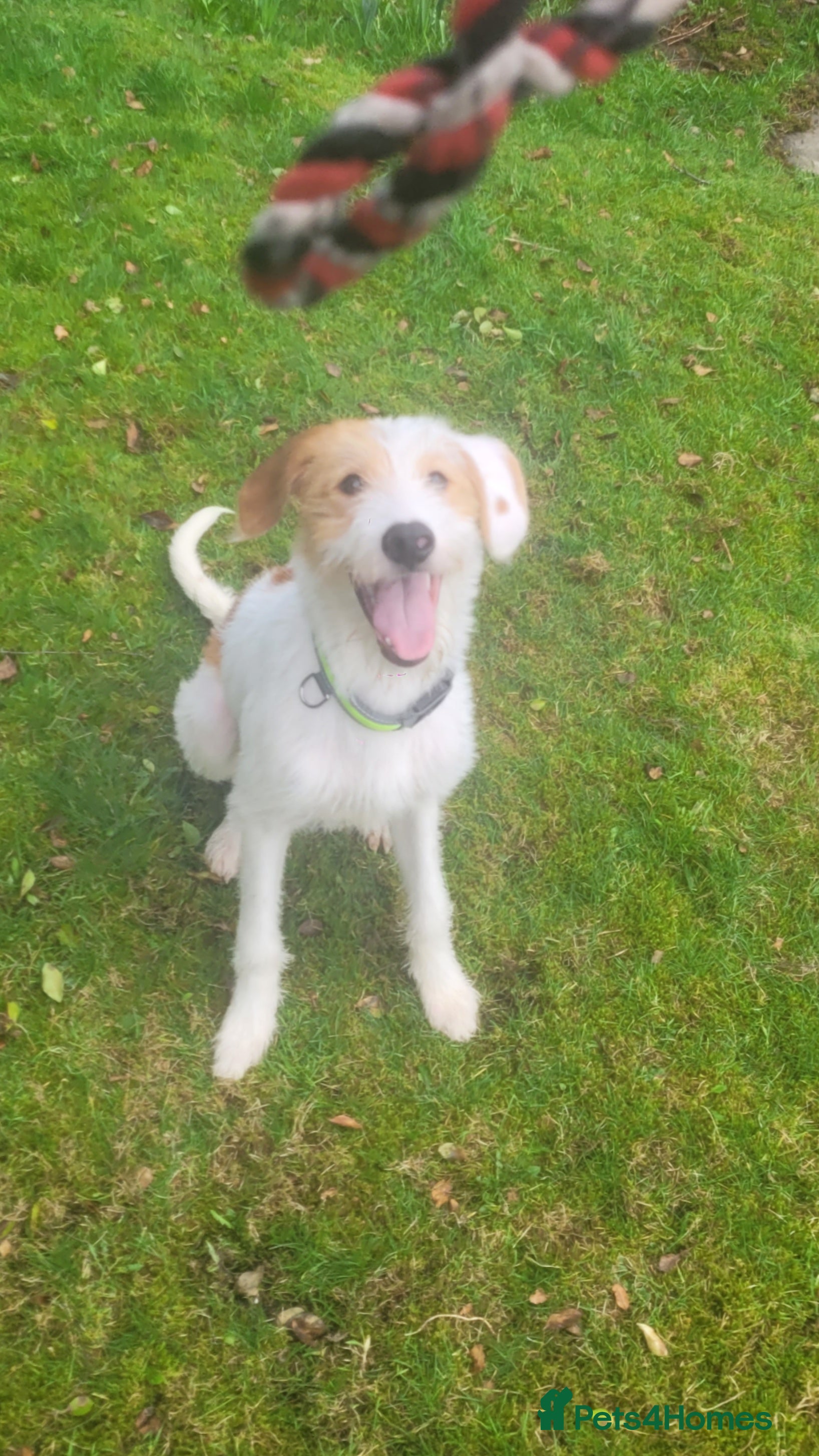 Mixed Breed dogs 9 month old Ronnie  - Advert 3