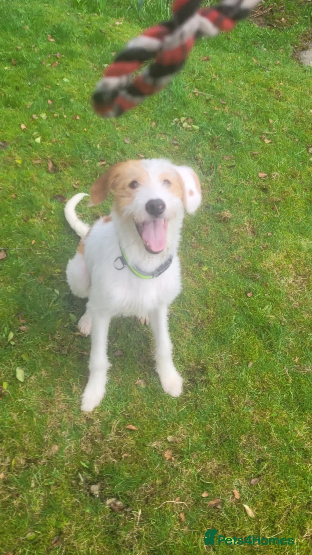 Mixed Breed dogs for sale: 9 month old Ronnie  - Advert 1