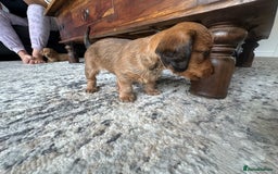 Mixed Breed dogs for sale: Doxiepoo puppys, Dachshund, Poodle - Image 9
