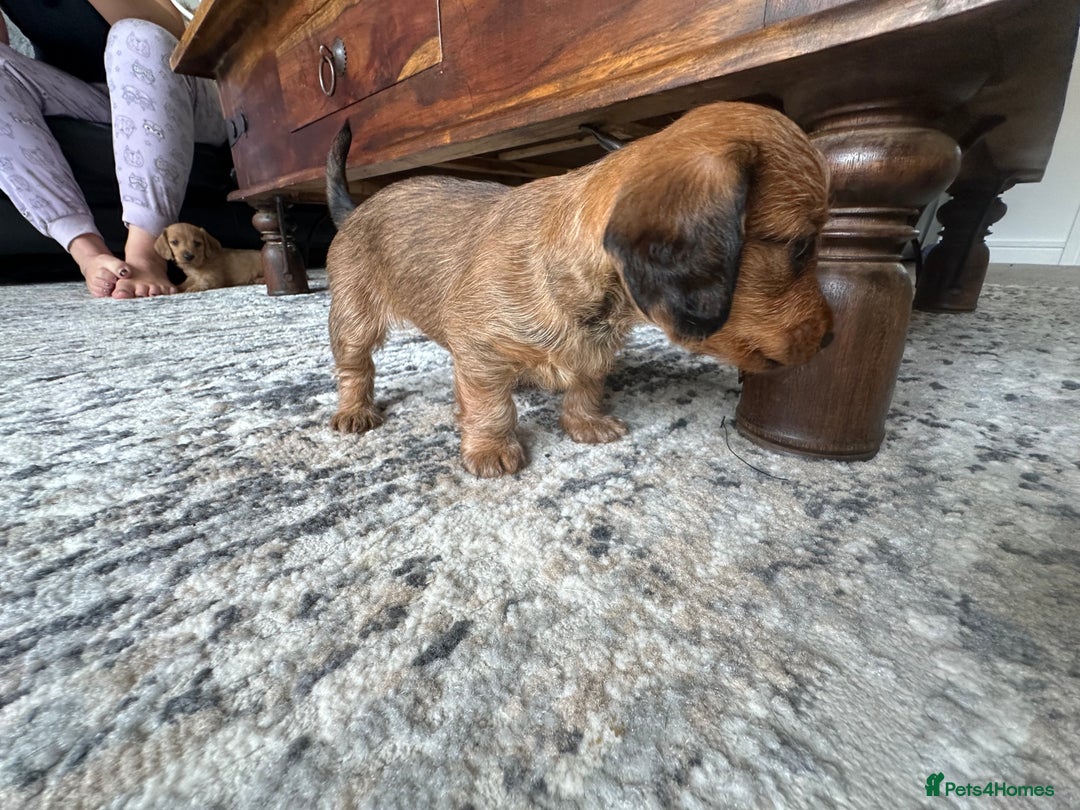 Mixed Breed dogs for sale: Doxiepoo puppys, Dachshund, Poodle - Image 9