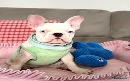 French Bulldog dogs for stud: 🏆KING HADE BEST ROJO AND TAN🏆 in Sittingbourne - Image 13