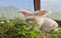 Angora rabbits for sale: Pedigree Full Faced & Maxi Faced English Angoras - Image 14