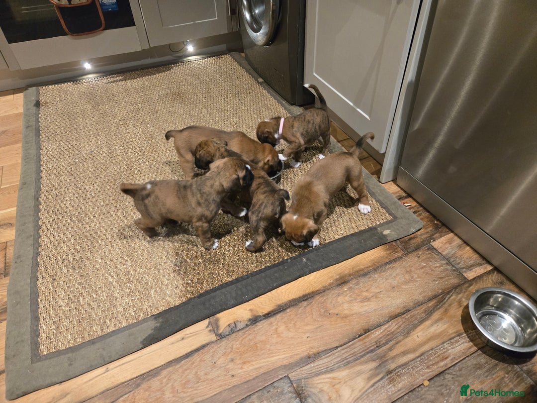 Boxer dogs for sale: KC PEDIGREE BOXER PUPPIES  - Image 30