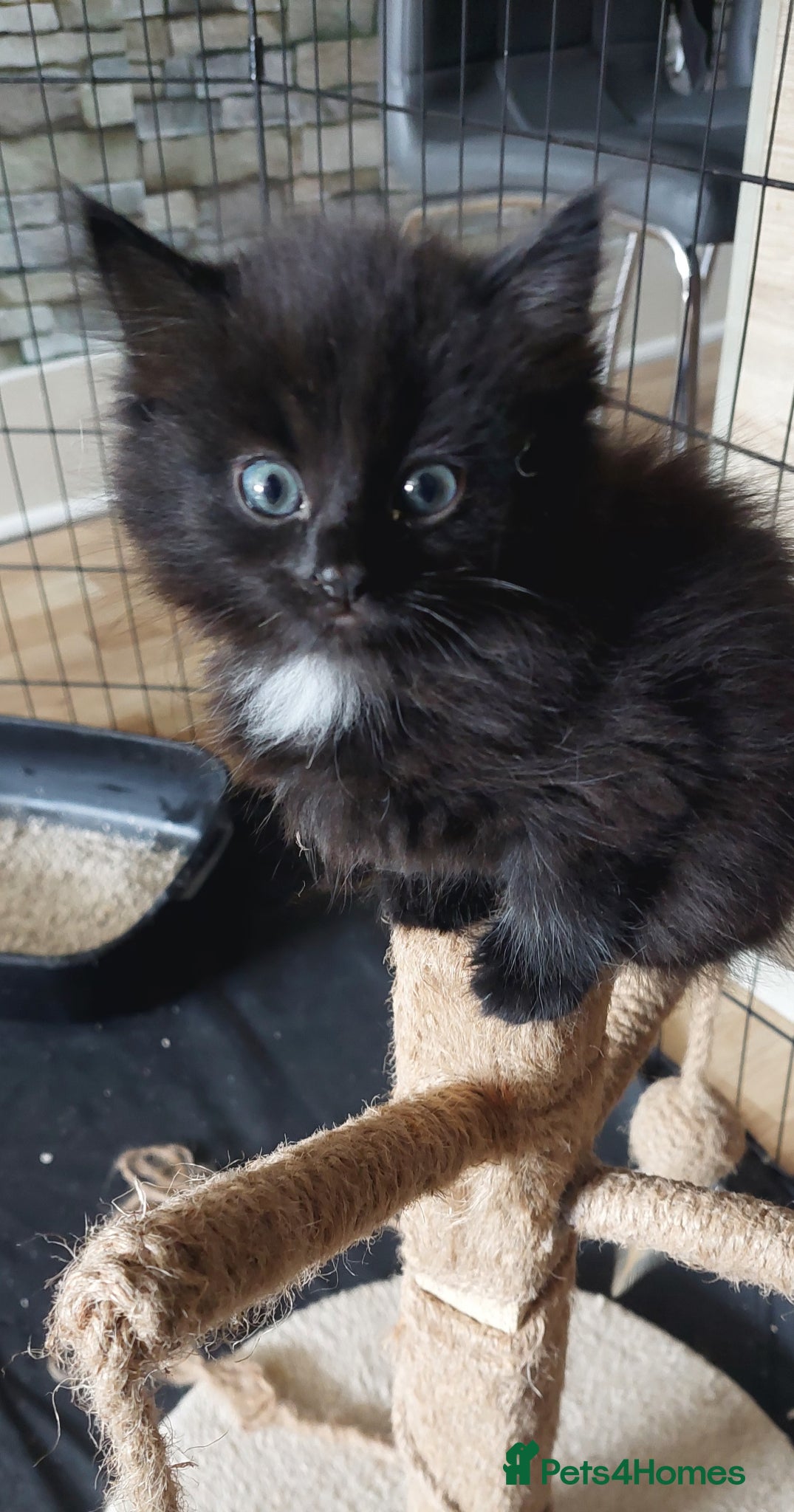 Mixed Breed cats Black fluffy girl - Advert 14
