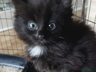 Mixed Breed cats Black fluffy girl - Advert 14