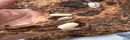 Isopods invertebrates for sale: Lots of Mixed isopods  - Advert 4