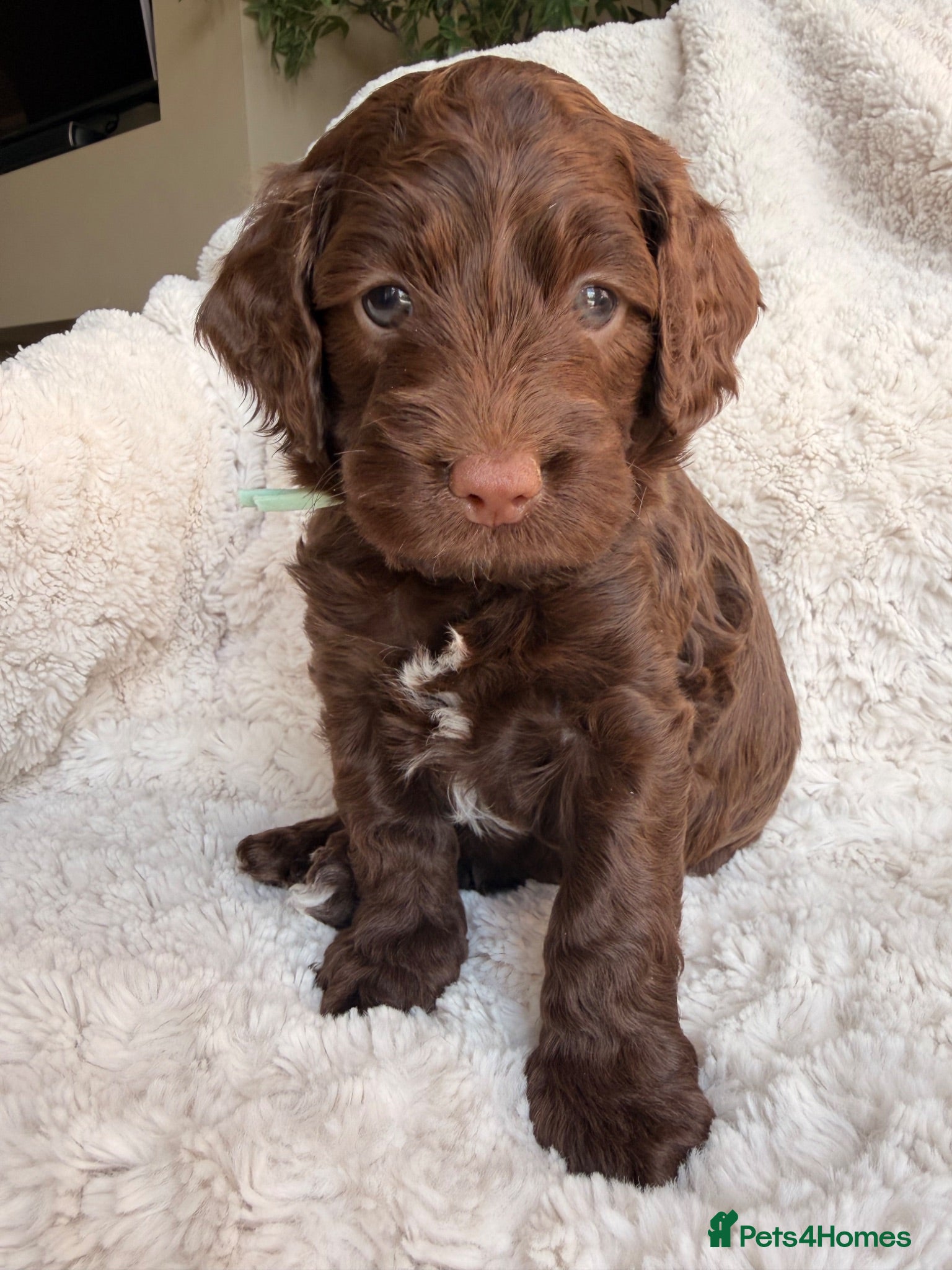 Cockapoo dogs Male F1b Cockapoo 🐾 Both Parents Health Tested  - Advert 12