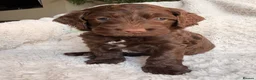 Cockapoo dogs for sale: F1b Cockapoos. Both Parents Health Tested  - Advert 13