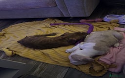 Mixed Breed dogs for sale: Olde English bulldog/ American bulldog - Image 12