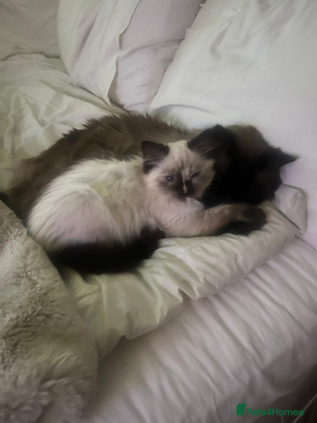 Ragdoll cats for sale: Cute ragdoll kitten - last girl left - Advert 5