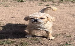 Mixed Breed dogs for sale: New Forever Home Needed For Chewie  - Image 3