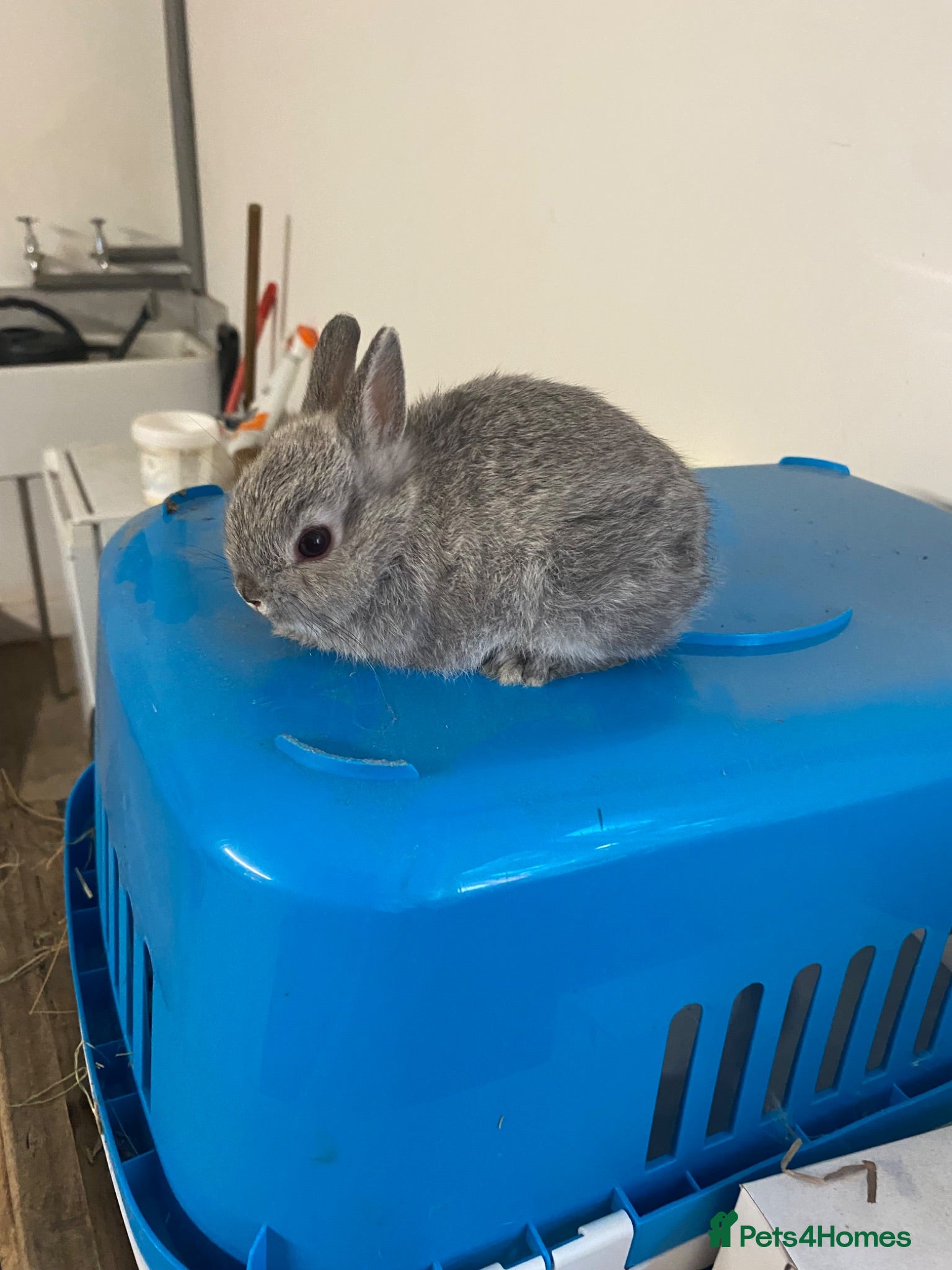 Netherland Dwarf rabbits Beautiful Netherland Dwarf babies  - Advert 2