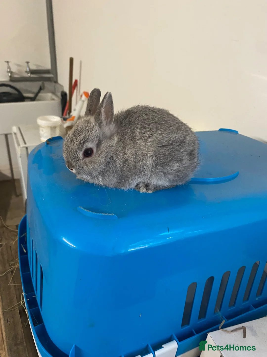 Netherland Dwarf rabbits for sale: Beautiful Netherland Dwarf babies  - Advert 1