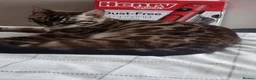 Bengal cats for sale: Bengal - Advert 3