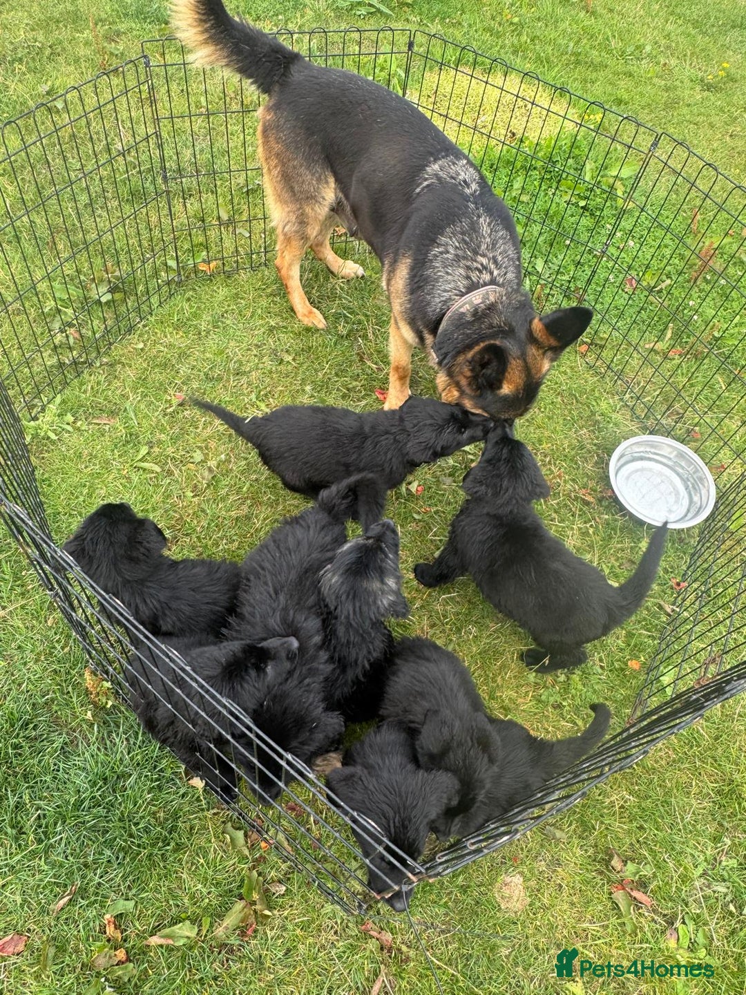 German Shepherd dogs for sale: German shepherd puppies  - Image 11