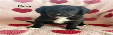 Sheepadoodle 5