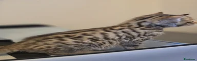 Bengal Kitten 2