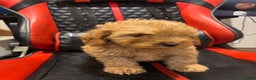 Cockapoo dogs for sale: Beautiful gold Cockapoo puppies - Advert 23