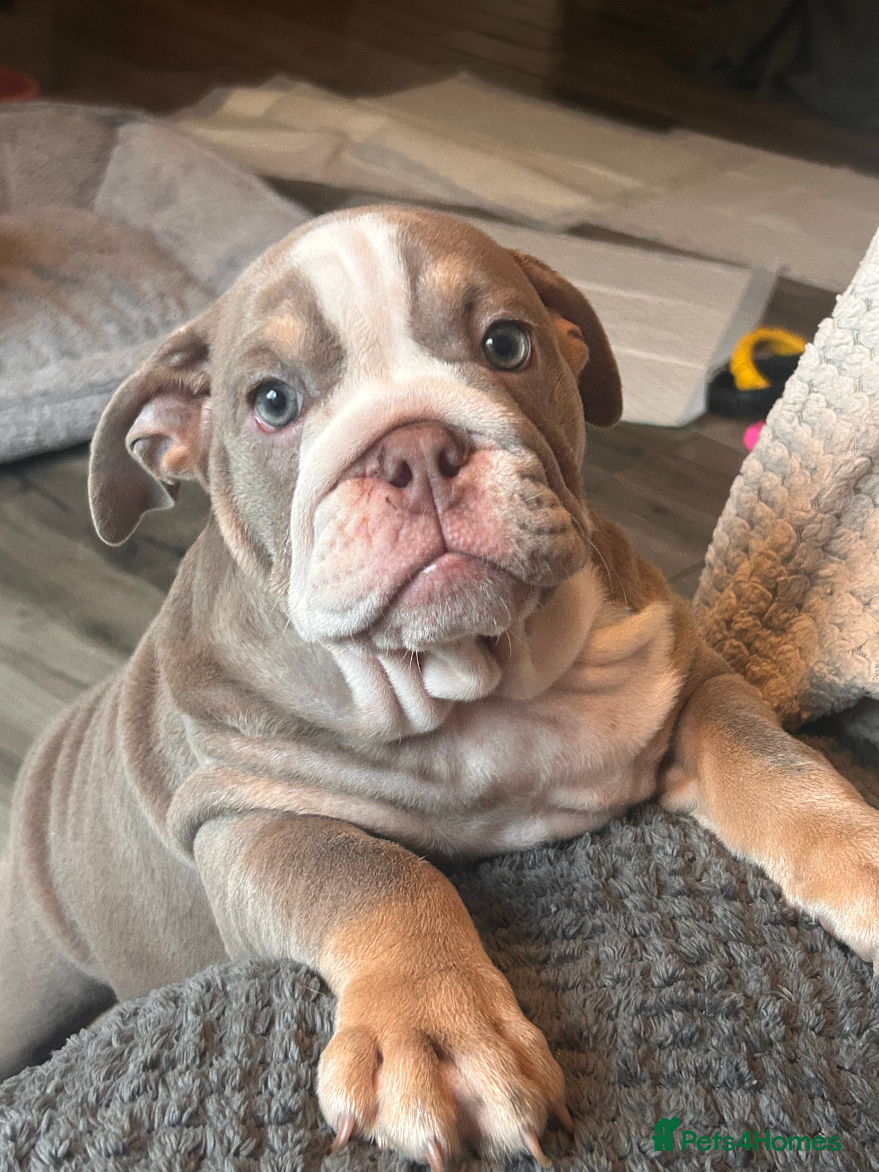 English Bulldog dogs Winnie’s amazing litter of 6 beautiful babies - Advert 2