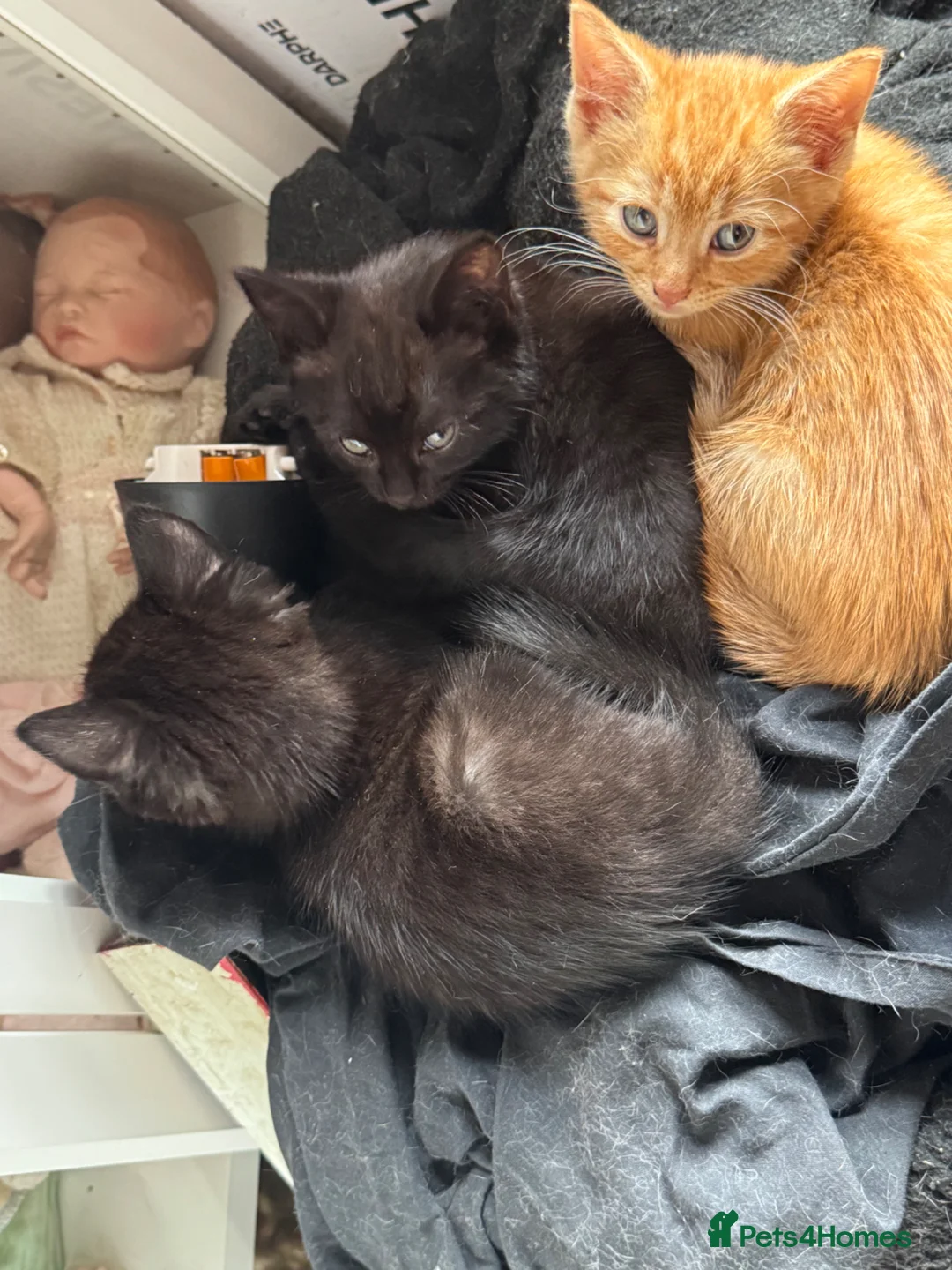 British Shorthair cats for sale: Adorable kittens - Advert 2