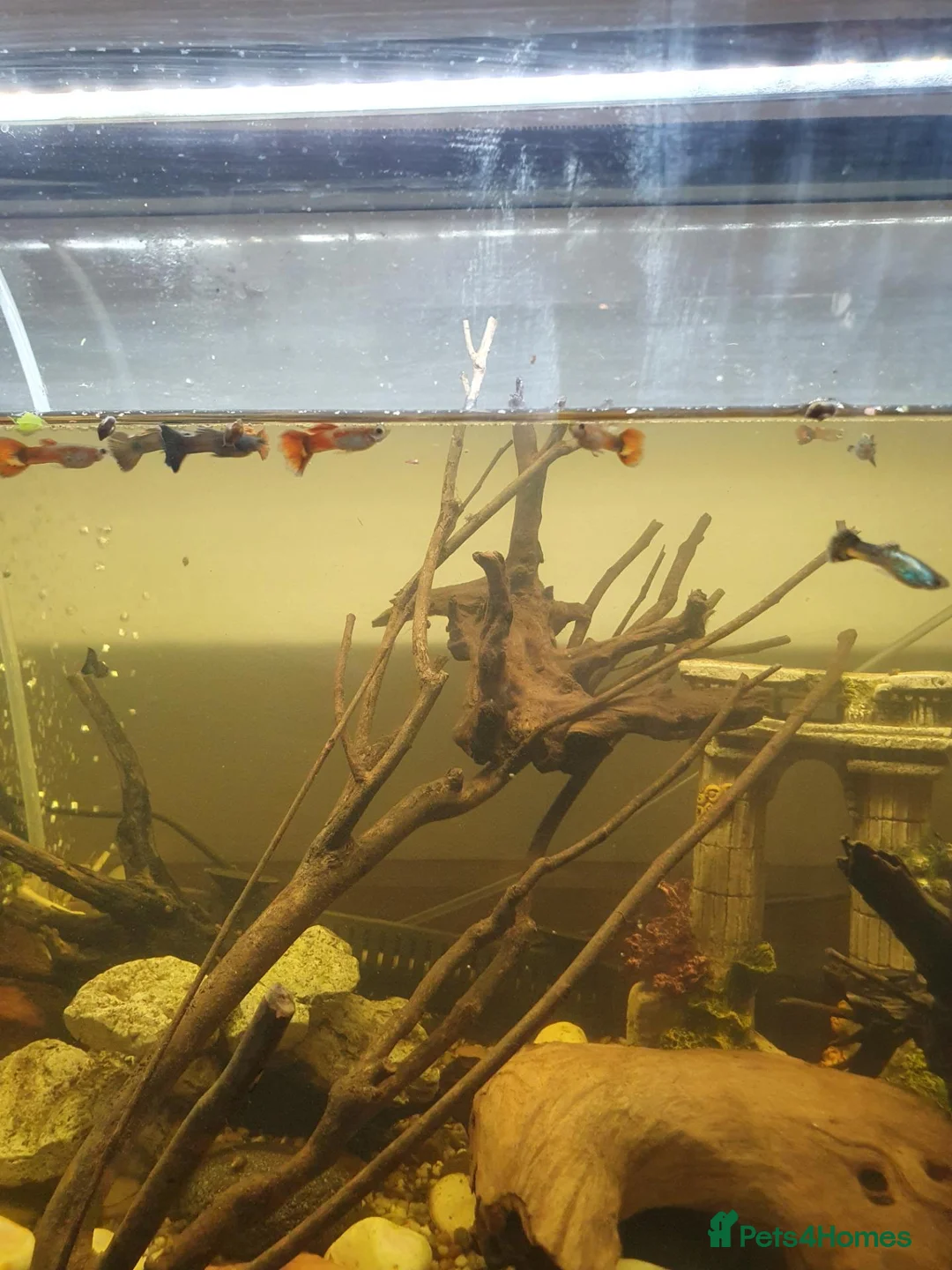 Live Bearers fish for sale: Lovely mix of tiger guppies and Moscow blues in Feltham - Advert 1