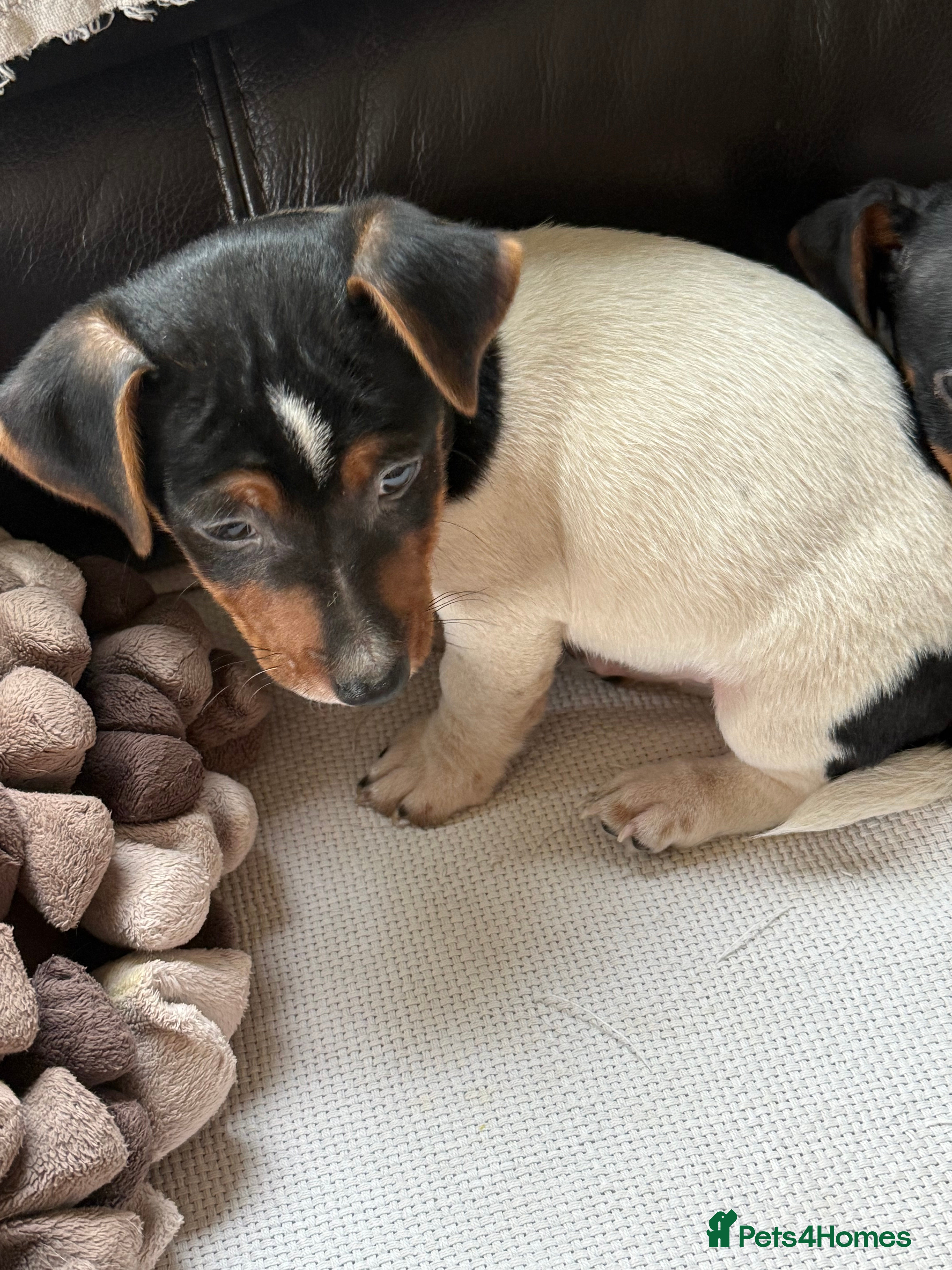 Jack Russell dogs Adorable Tri Coloured Miniature Jack Russell Pups - Advert 2