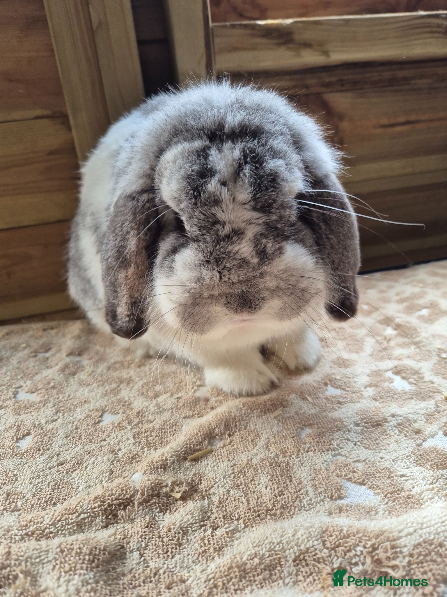 Dwarf Lop rabbits Dwarf lop chin butterfly buck - Advert 4