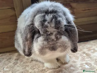 Dwarf Lop rabbits Dwarf lop chin butterfly buck - Advert 4