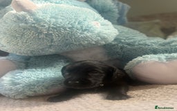 Cockerdor dogs for sale: 🐶Cockerdor Puppies 🐶 - Image 15