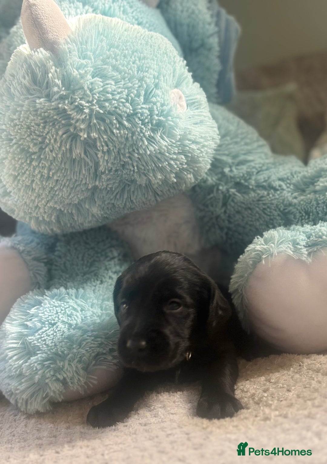 Cockerdor dogs for sale: 🐶Cockerdor Puppies 🐶 - Image 15