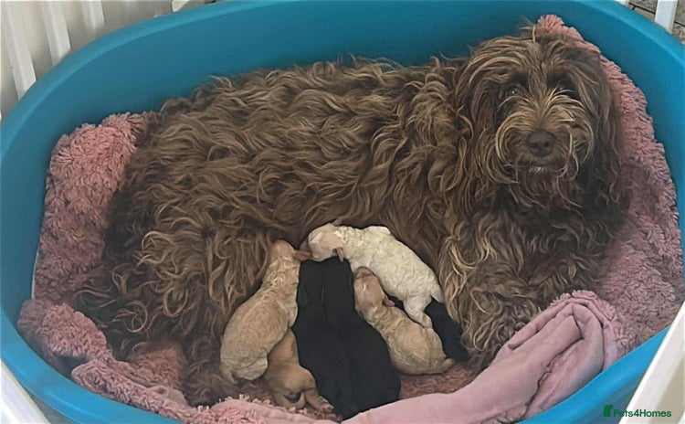 Cockapoo dogs - Advert 12