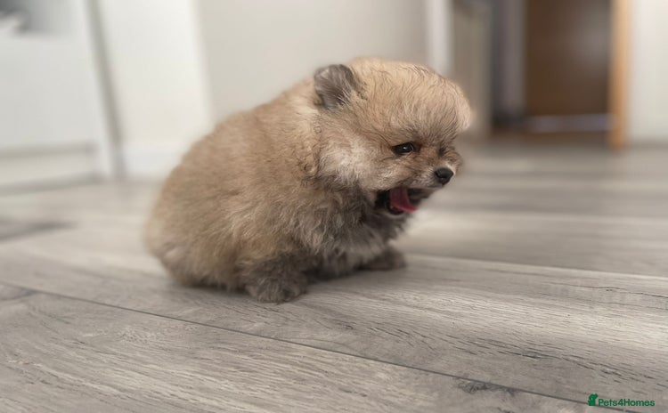 Pomeranian dogs - Advert 15