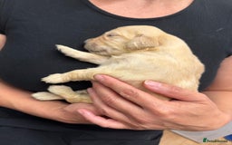 Golden Retriever dogs for sale: Quality KC Golden Retriver Puppies - Image 1